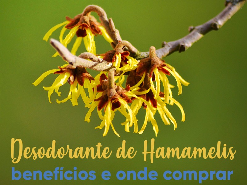 Desodorante de Hamamelis Composto: benefcios e onde comprar